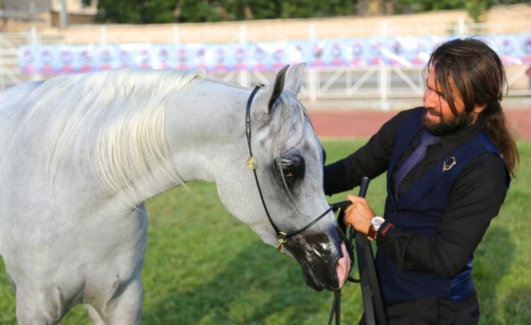 تصاویر جشنواره ملی زیبایی اسب اصیل عرب,عکس های جشنواره اسب در اردبیل,عکس های دومین جشنواره زیبایی اسب اصیل عرب در اردبیل