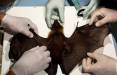ویروس کرونا,گونه‌ای جدید از ویروس کرونا در خفاش‌های انگلیسی