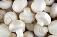 قارچ,قیمت مواد اولیه تولید قارچ