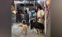 فیلم/ کافه سگ‌ها در ریاض عربستان