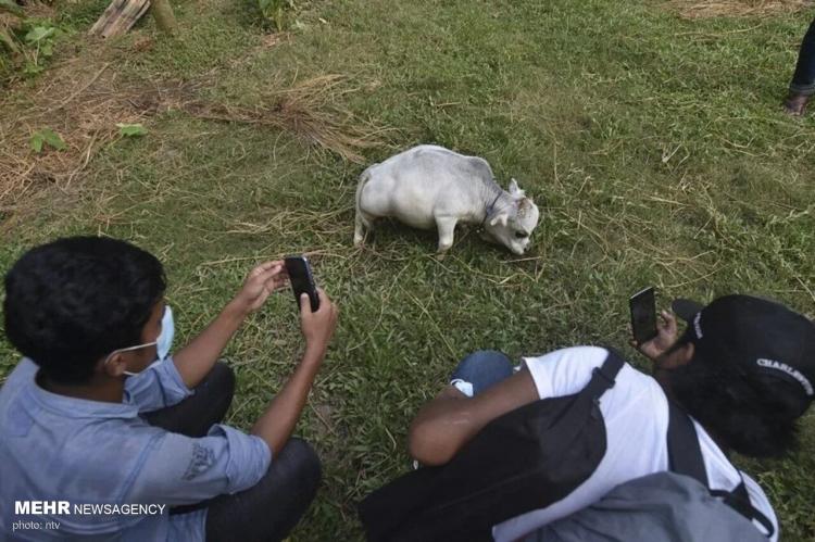تصاویر سلفی گرفتن با کوچکترین گاو جهان,عکس های کوچکترین گاو جهان,تصاویری از گاو کوچک بنگلادشی