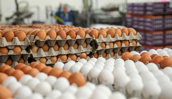 قیمت شانه تخم مرغ,قیمت هر کیلو تخم مرغ در بازار