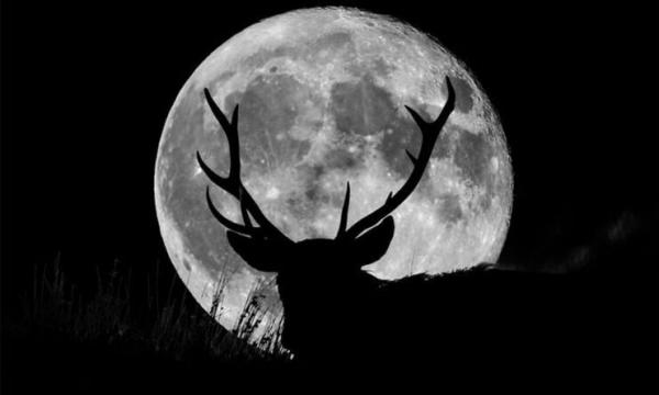 طلوع ماه کامل در آسمان شب,ماه توت‌فرنگی