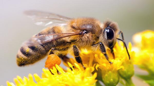 زنبورعسل,مرگ زنبورها با آفت کش