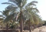 نخلستان,شادگان