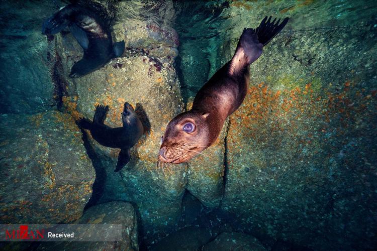 تصاویر شیر دریایی در خلیج کالیفرنیا,عکس شیر دریایی,تصاویری از شیرهای دریایی