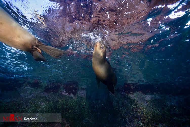 تصاویر شیر دریایی در خلیج کالیفرنیا,عکس شیر دریایی,تصاویری از شیرهای دریایی