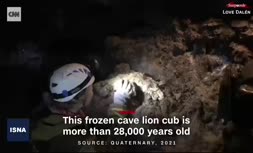 فیلم/ کشف اجساد ۲ توله شیر عصر یخبندان