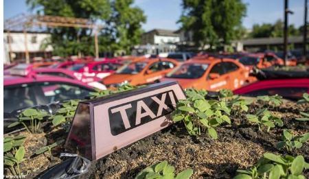 تاکسی,باغ سبزیجات در تاکسی