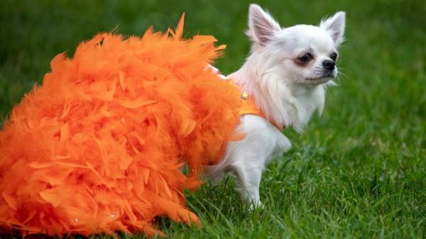 مسابقه زیباترین سگ ها,مسسابقه زیبایی برای سگ های نژاد شیواوا