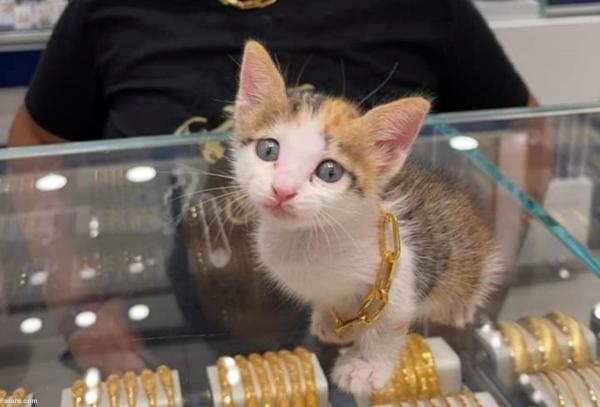 گرنبند طلا برای یک گربه,گربند طلای یک گربه کودک عراقی