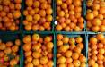قیمت هویج و قیمت پرتقال در بازار,میوه های پاییزی
