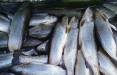 آخرین وضعیت بازار ماهی,قیمت ماهی در بازار