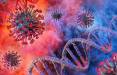 ویروس کرونا,آسیب کرونا به DNA