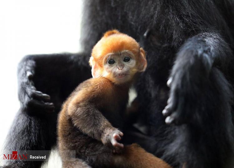 تصاویر تولد گونه‌ای نادر از میمون,عکس های میمونی نادر در باغ وحش چین,تصاویر تولد میمونی به نام فرانسوا لانگور