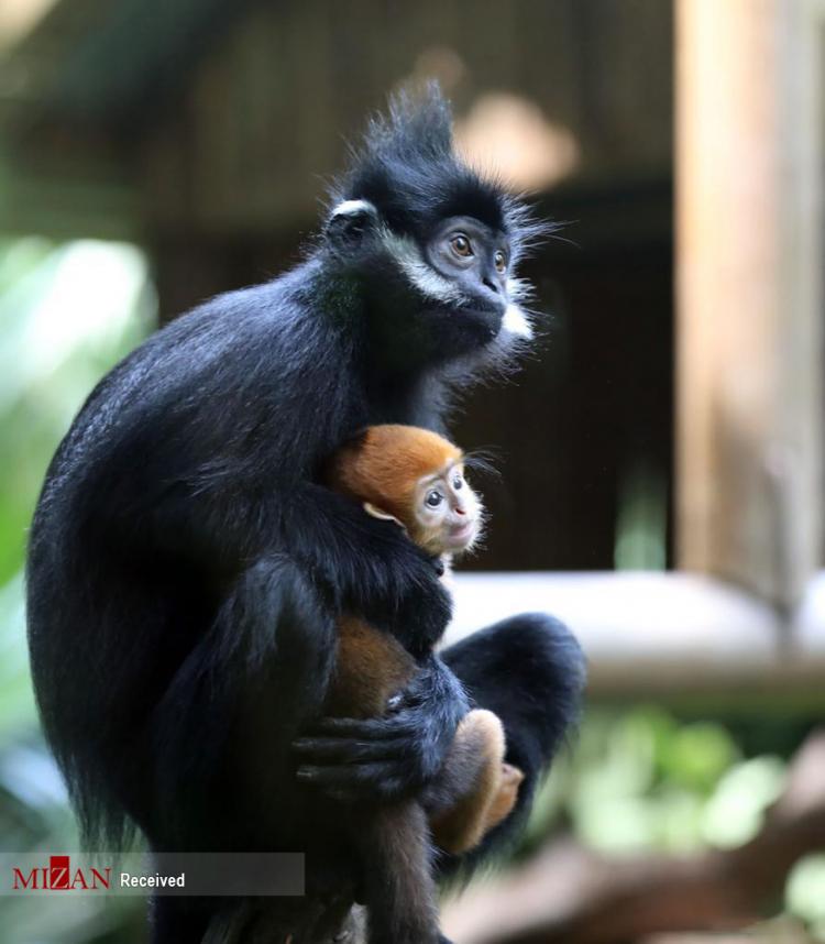 تصاویر تولد گونه‌ای نادر از میمون,عکس های میمونی نادر در باغ وحش چین,تصاویر تولد میمونی به نام فرانسوا لانگور