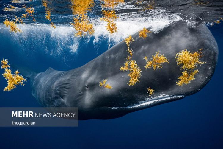 برترین تصاویر عکاسی اقیانوس ۲۰۲۱,عکس های اقیانوس,تصاویر زیبا از اقیانوس