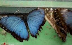 تصاویر نمایشگاه پروانه‌ها,عکس هایی از نمایشگاه پروانه‌ها,تصاویر نمایشگاه پروانه‌