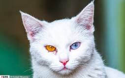 تصاویر موزه‌ای برای گربه‌های ایرانی,عکس های موزه گربه ایرانی,تصاویر موزه گربه در ایران