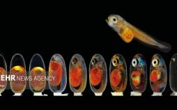 برندگان مسابقه عکاسی میکروگرافی جهان کوچک ۲۰۲۱,عکس های میکروگرافی جهان کوچک,مسابقه عکاسی میکروگرافی جهان کوچک