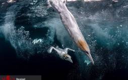 تصاویر منتخب حیات وحش هفته,عکس حیوانات,تصاویری از حیات وحش