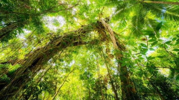 جنگل بارانی استوایی دینتری,استرالیا دینتری
