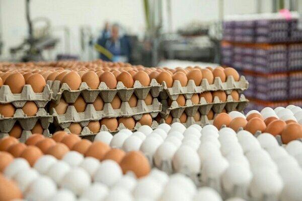 قیمت تخم مرغ و قیمت برنج در بازارعقیمت هر شانه تخم مرغ