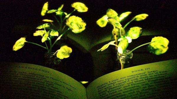 گیاهان درخشان,جایگزین چراغ‌ها