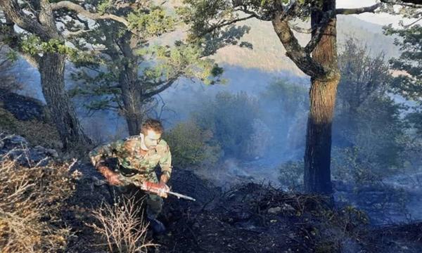 آتش‌سوزی شدید در درازنوی کردکوی,جنگل های کردکوی