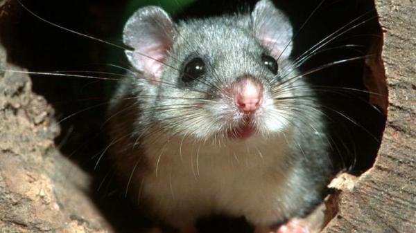 موش,کشف و ضبط موش‌های منجمد غذای مورد علاقه مافیا