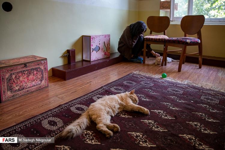 تصاویر موزه‌ای برای گربه‌های ایرانی,عکس های موزه گربه ایرانی,تصاویر موزه گربه در ایران