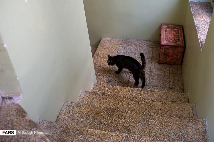 تصاویر موزه‌ای برای گربه‌های ایرانی,عکس های موزه گربه ایرانی,تصاویر موزه گربه در ایران