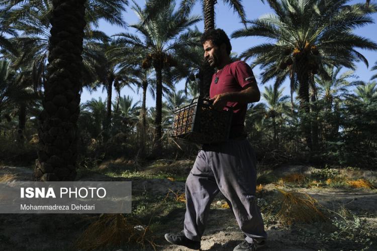 تصاویر برداشت قصب از نخلستان‌های فارس,عکس های برداشت خرما در فارس,تصاویری از برداشت خرما قصب در فارس