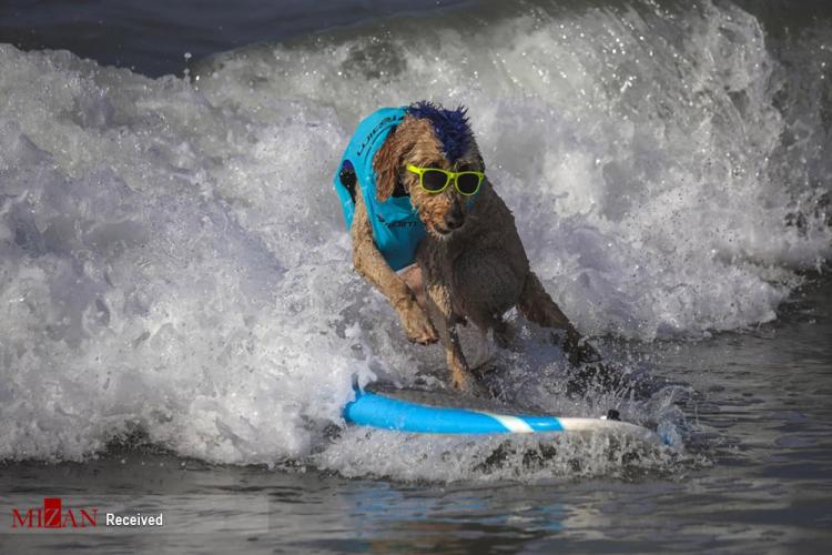 تصاویر مسابقه موج سواری سگ‌ها,عکس های مسابقه موج سواری سگ‌ها در کالیفرنیا,تصاویری از مسابقه سالانه موج سواری سگ‌ها در کالیفرنیا