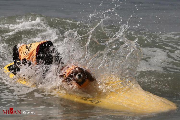 تصاویر مسابقه موج سواری سگ‌ها,عکس های مسابقه موج سواری سگ‌ها در کالیفرنیا,تصاویری از مسابقه سالانه موج سواری سگ‌ها در کالیفرنیا