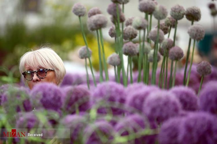 تصاویر هنر گل آرایی,عکس هایی از گل,تصاویر نمایشگاه شکوفه‌ها و گل آرایی چلسی در لندن