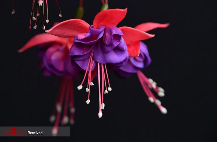 تصاویر هنر گل آرایی,عکس هایی از گل,تصاویر نمایشگاه شکوفه‌ها و گل آرایی چلسی در لندن