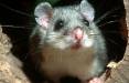موش,کشف و ضبط موش‌های منجمد غذای مورد علاقه مافیا