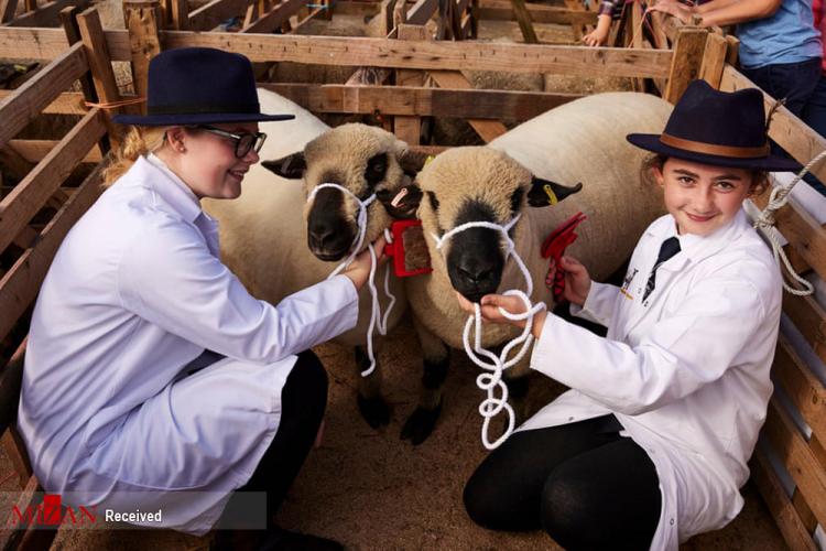 تصاویر نمایشگاه گوسفند در انگلیس,عکس های گوسفندها در انگلیس,تصاویر نمایشگاهی برای گوسفندها در انگلیس