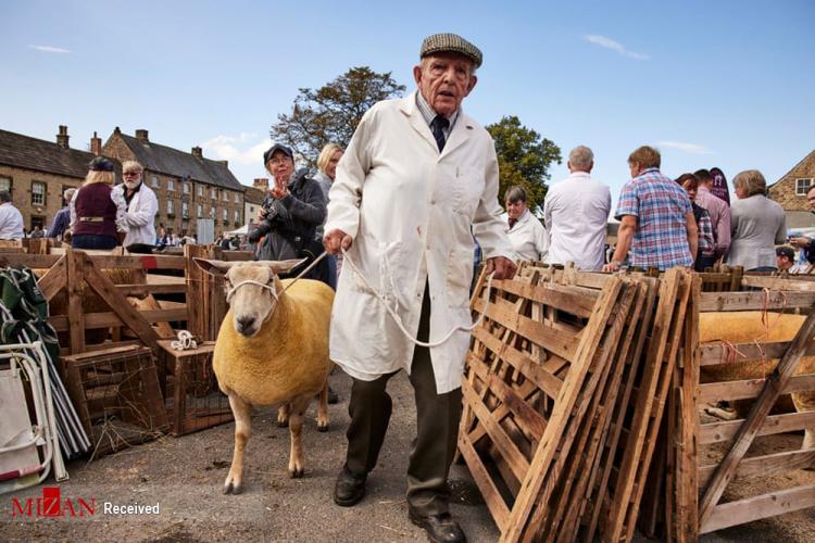 تصاویر نمایشگاه گوسفند در انگلیس,عکس های گوسفندها در انگلیس,تصاویر نمایشگاهی برای گوسفندها در انگلیس