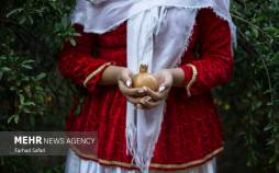 تصاویر انار چینی در قزوین,تصاویر فصل انار چیدن در قزوین,تصاویر انار چینی در شهر قزوین,تصاویر چیدن انار در قزوین