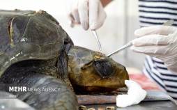تصاویر بیمارستان موجودات دریایی مجروح در ساحل اکوادور,عکس های بیمارستان حیوانات,تصاویر بیمارستان حیوانات در اکوادور