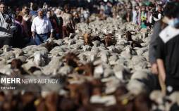 تصاویر عبور هزاران گوسفند از سطح شهر مادرید,عکس گوسفند,تصاویر گوسفندها در مادرید