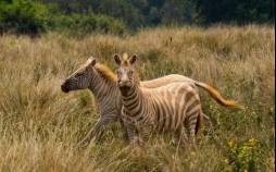 تصاویر گورخرهای طلایی,عکس های گورخرهای طلایی در آفریقا,تصاویر گورخر طلایی