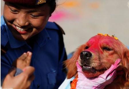 سگ‌های نپال,عکسهای سگ‌های نپال