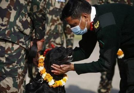 سگ‌های نپال,عکسهای سگ‌های نپال