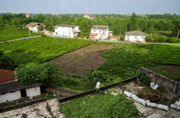 تبدیل باغهای چایی به ویلا,ویلاسازی در باغهای چایی
