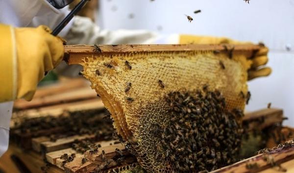 واردات مرغ و صادرات عسل,محصولات کشاورزی