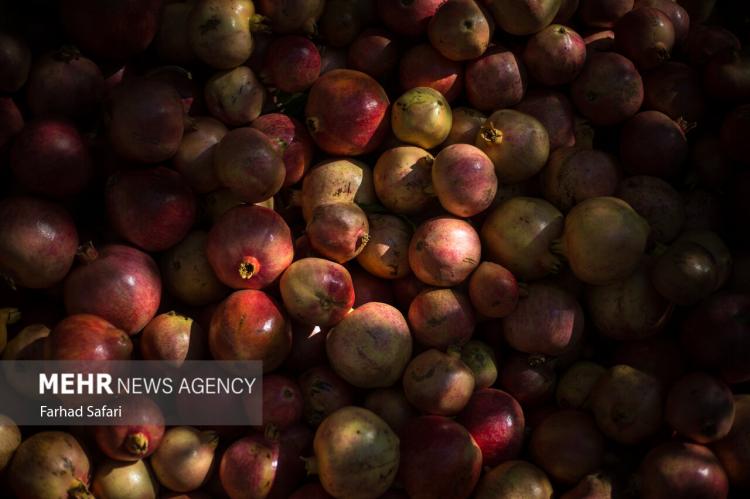 تصاویر انار چینی در قزوین,تصاویر فصل انار چیدن در قزوین,تصاویر انار چینی در شهر قزوین,تصاویر چیدن انار در قزوین