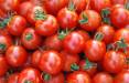 فزایش قیمت گوجه فرنگی و سیب زمینی,قیمت گوجه